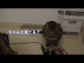 【保護猫】猫はホッケー遊び好き！わさびの腕前は？wasabi～the ex street cat～ cats like playing hockey is wasabi a good player