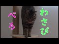 【保護猫】猫はホッケー遊び好き！わさびの腕前は？wasabi～the ex street cat～ cats like playing hockey is wasabi a good player