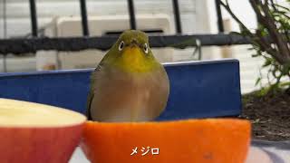 【長尺1時間】　　野鳥エサやり　メジロ　シジュウカラ　ヒヨドリ