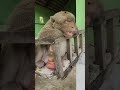 СМЕШНЫЕ КОТЫ СОБАКИ И ДРУГИЕ ЖИВОТНЫЕ 🐱🐶🐒🦜 funny animals videos 2023