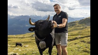 The fascinating world of Herens cows