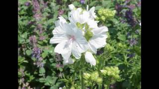 Malva moschata