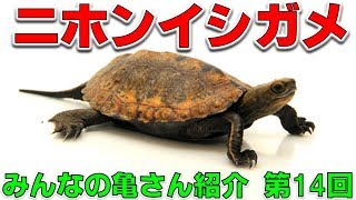 【亀を飼おう⑨】ニホンイシガメ 「みんなの亀さん紹介 第14回」【2019#005】