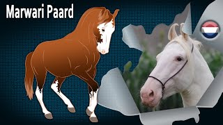 Marwari Paard, een paard dat wordt beschouwd als een van de mooiste ter wereld, Paarden rassen