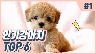 강아지 인기 순위 TOP 6