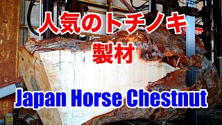 【製材】人気のトチノキの製材動画です。Japan Horse Chestnut Sawing!!