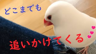 【文鳥2才5か月⑥】逃げても逃げても追いかけてくる文鳥さん ドキッ！アクシデントあり 3代目文鳥ピーちゃん Java sparrow