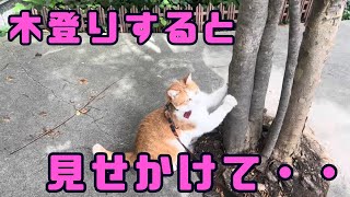 木登りよりも重要な・・・？【ペタ君コンちゃんの日常】　#そば処大むら  #ネコ  #ねこ  #cat  #猫  #リアル招き猫