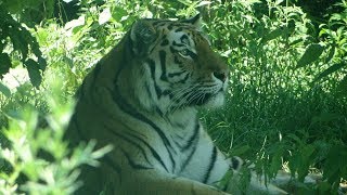 Vienna Zoo - Tiergarten Schönbrunn