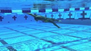 Four Stroke Swimming Video Analysis | PEAK Performance Swim Camp