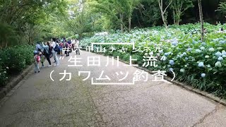 【2023年6月18日生田川上流カワムツ釣査】