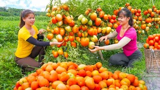 Together with Phuong, We Harvested Many Tomatoes Goes To Market Sell - New  Phương New Life