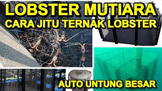 BIKIN TEROBOSAN BARU, CARA SUKSES BUDIDAYA LOBSTER - ( Lobster Farming )