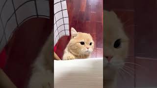 我蹦！我蹦！猫猫就是小宝宝啊 这是我的小猪猫 谁能拒绝傻憨憨的小猫咪 记录猫咪日常 小猫咪能有什么坏心思它只想被爱