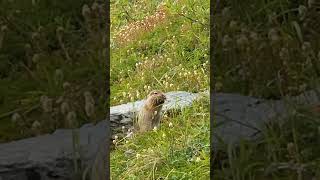 Cute groundhog🦫 #alaska  #alaskawildlife  #cuteanimal #wildalaska