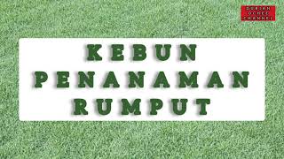 Bagaimana Cara Menanam Rumput Carpet..???