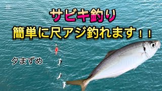 【和歌山】サビキで尺アジ😳！！ヤバィ💦ヤバィ💦スゴィ✨スゴィ✨トリプルやん🤣🎏✨