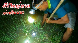 ปักเบ็ดในนาข้าว โดนเข้าเต็มๆมันตัวใหญ่มาก #เบ็ดหมาน #เถ้าแก่ฉมวกแม่น