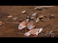 long tailed finch poephila acuticauda hd video clip 1 1 tim siggs abvc