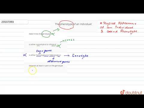 What is a phenotype of an individual?