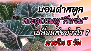 Ep39 : บอนดำสตูลกระดูกชมพู”สีแจ่ม” เปลี่ยนแปลงอย่างไรภายใน 5 วัน