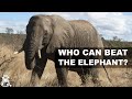 5 Animals That Could Defeat An Elephant