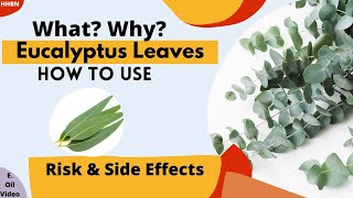 Eucalyptus  leaves  Benefits Amazed You | How to Use \u0026 Side Effects You Should Know