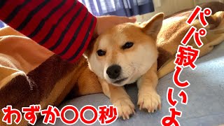 柴犬が寝てる隙に1人にすると何秒で追っかけてくるか？ shiba inu