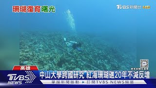 紅海珊瑚20年來不減反增! 中山大學研究 供墾丁借鏡復育｜TVBS新聞 @TVBSNEWS02