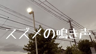 【癒しと熟睡】電柱に大量のスズメ‥そして賑やかな鳴き声 1時間 自然音/ASMR/作業用BGM [Healing and sound sleep]