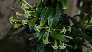 How to grow night blooming jasmine in AZ