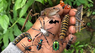 found lots of beautiful little insects‼️caught weaver spiders,caterpillars and m