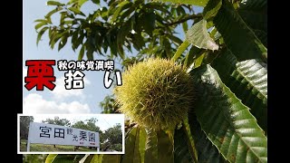 栗拾い【山口県美祢市厚保】宮田観光栗園