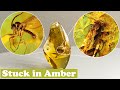 Ancient Moth and flies in Baltic Amber