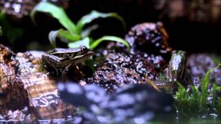 ビバリウム　カエルのいる風景 vivarium　leopard frog