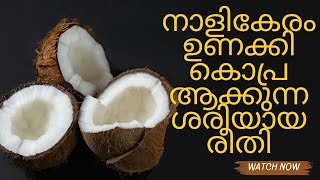 നാളികേരം ഉണക്കുന്ന ശരിയായ രീതി ഇതുപോലെയാണ്