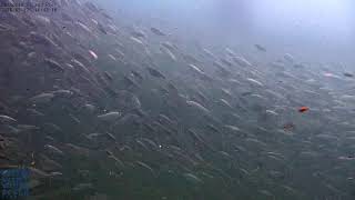 Okaloosa Island Pier Camera
