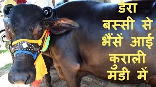 डेरा बस्सी से भैंसें आई कुराली मंडी में I Six Murrah buffaloes for Sale at Kurali Mandi Punjab