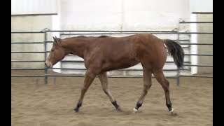 SHE SURELY CAN DO IT - 2019 AQHA BAY FILLY BY SURELY IM GOOD