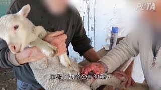 羊毛製品：綿羊的惡夢 Wool Farmers Caught Abusing Sheep Again | PETA