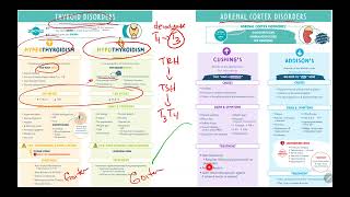 PHYS Week 4 Lab Quiz Endocrine Physiology