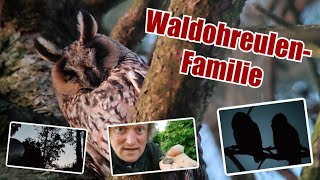 Waldohreulen-Familie: Alt- und Jungvögel am Nest!!!  #natur #vögel #eulen #owls #abenteuer