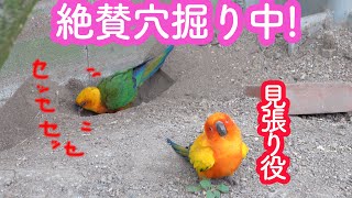 ひたすら穴を掘るインコ!見張り役も?掛川花鳥園のコガネメキシコインコ! Sun Conures are digging holes