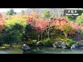 京都 天龍寺 紅葉2021（tenryu ji temple autumn leaves 2021