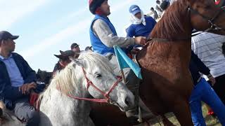 Төлтебаев Мұрат көкпар той