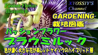 【XYOSSIYのライフチャンネル】家庭栽培図鑑　パッションフラワー　ブラウミルック（Passionflower Blaumilch、家庭栽培、トケイソウ)