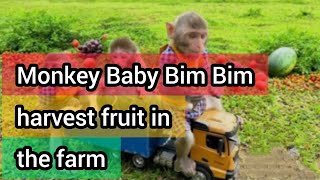 Monkey Baby Bim Bim harvest fruit in the farm and eat with puppy and duckling at the pool.