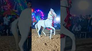 bajrang dal horse dance in delsar #horse #shorts #shortvideo