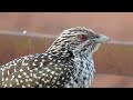 female koel nature s rhythm fhd