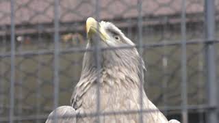 オジロワシ (福岡市動物園) 2019年4月23日